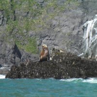 Lions de mer - Unalaska Island 2011