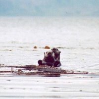 Loutres de mer - Unalaska island