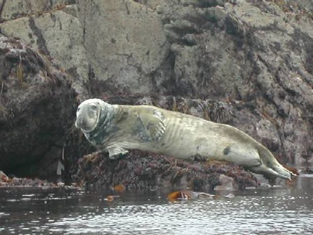 phoque1.JPG